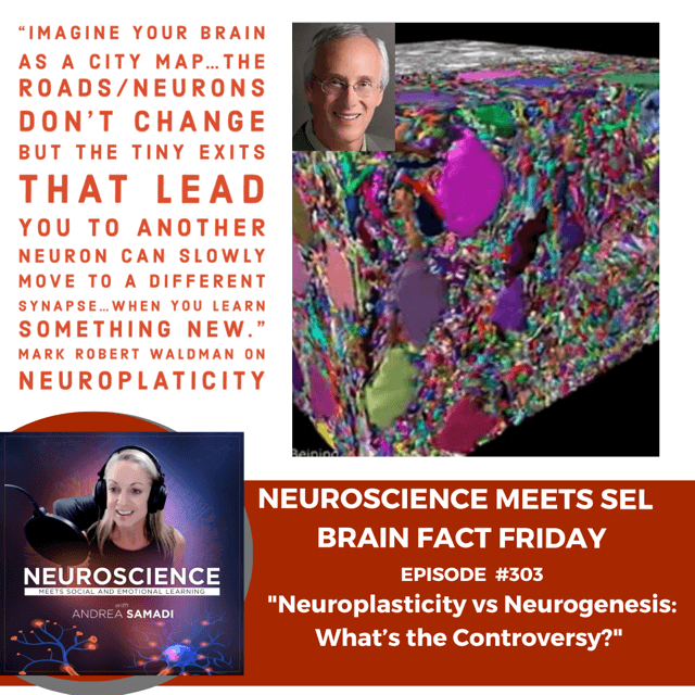 Brain Fact Friday on ”Neuroplasticity vs Neurogenesis: Where’s the Controversy?”